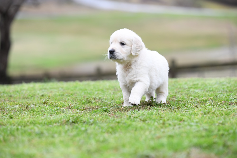Eva's 5 Week Old puppies Mr. Red