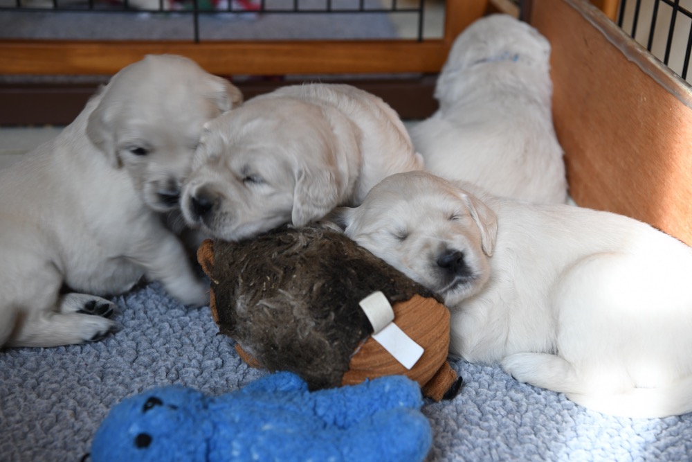 Piper's 3 week old puppies sleeping