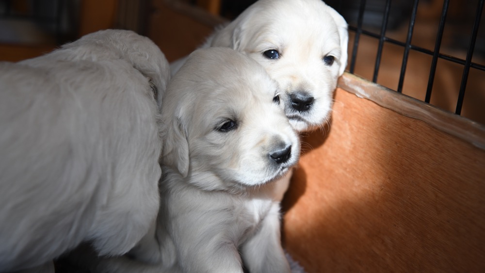 Piper's 3 week old puppies