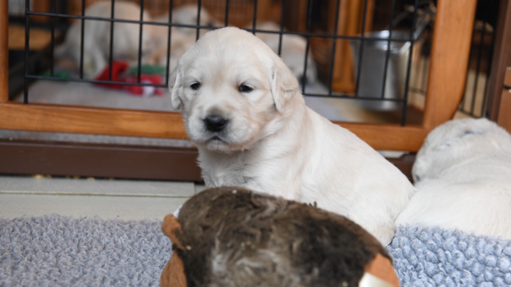 Piper's 3 week old puppy