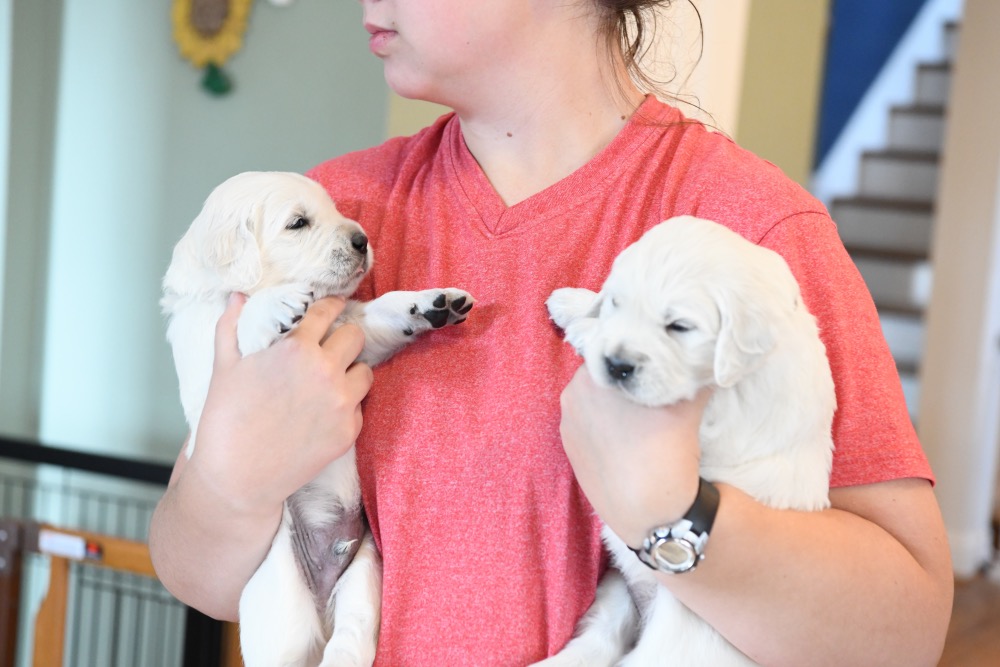 Piper's 3 week old boys