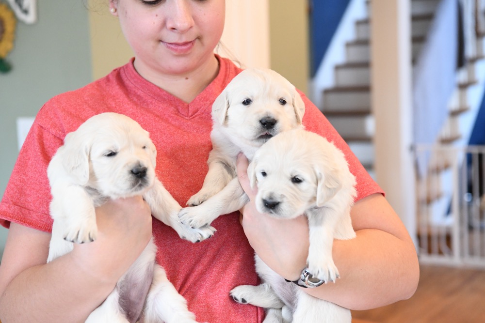 Piper's 3 week old Paisley and Lady