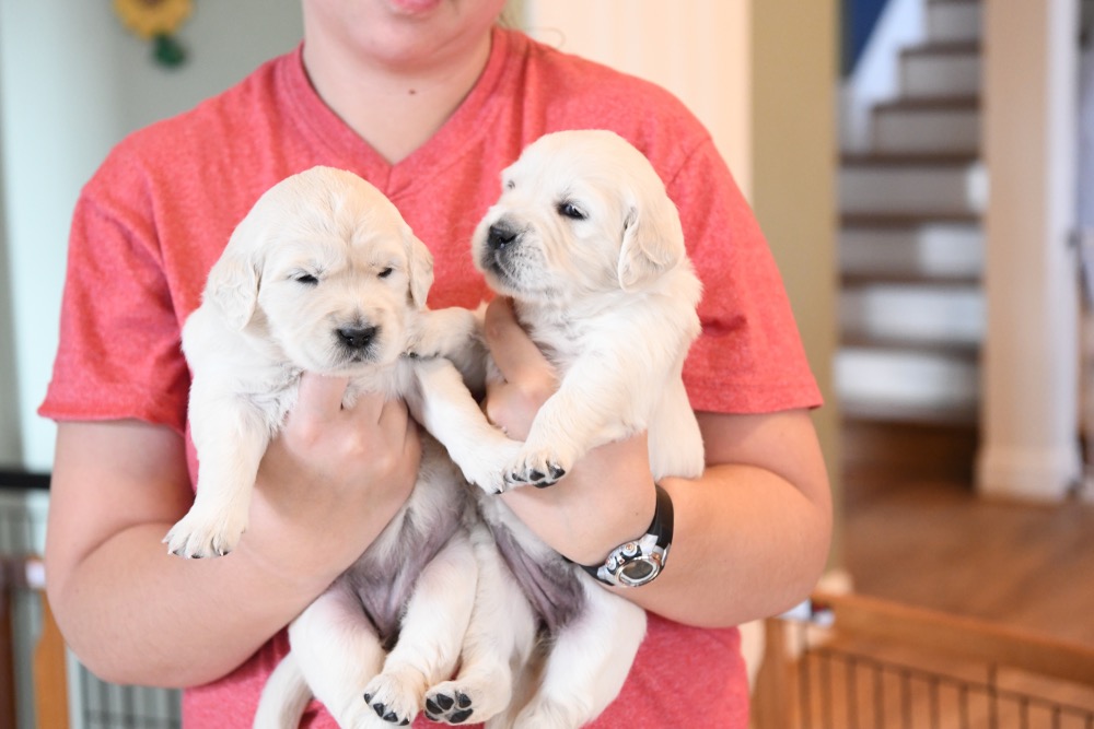 Piper's 3 week old Bubbles and Bee