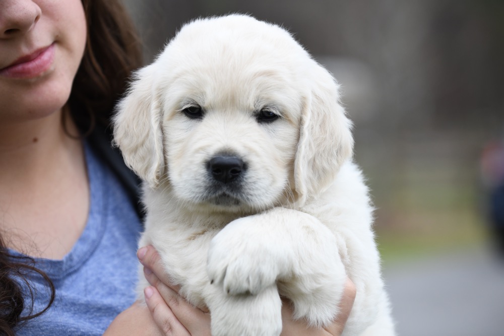 Molly's 6 Week Old Miss Purple