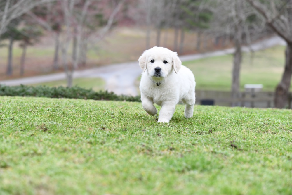Molly's 6 Week Old Miss Purple