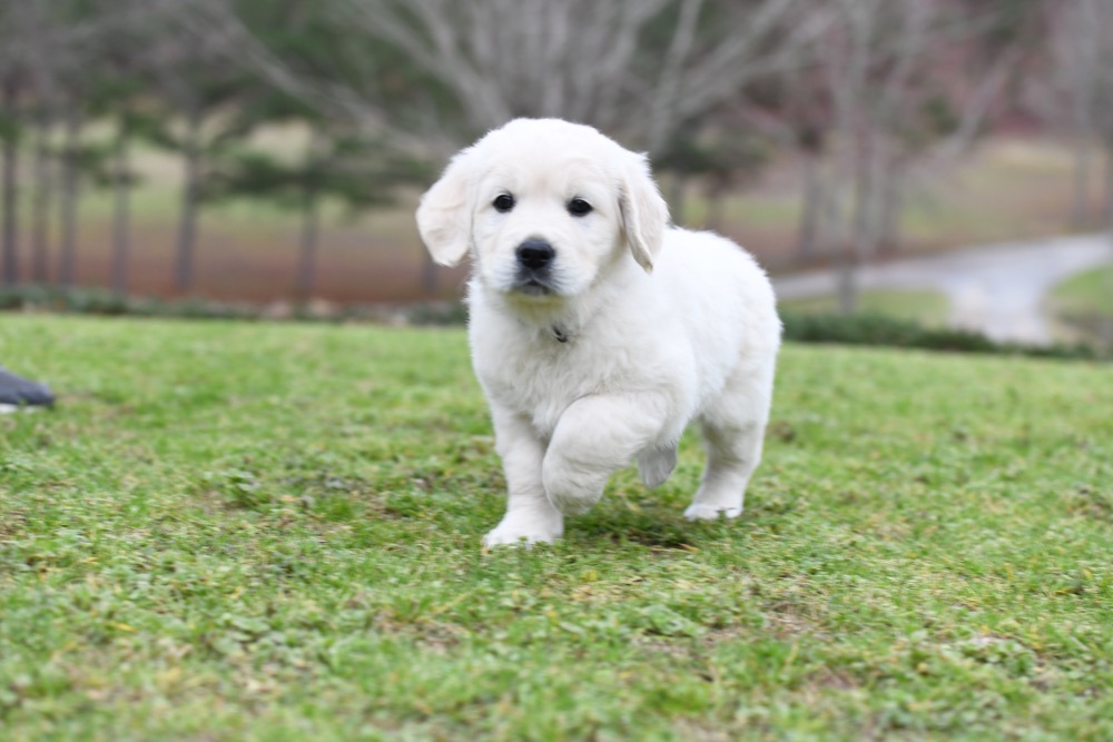 Molly's 6 Week Old Miss Purple