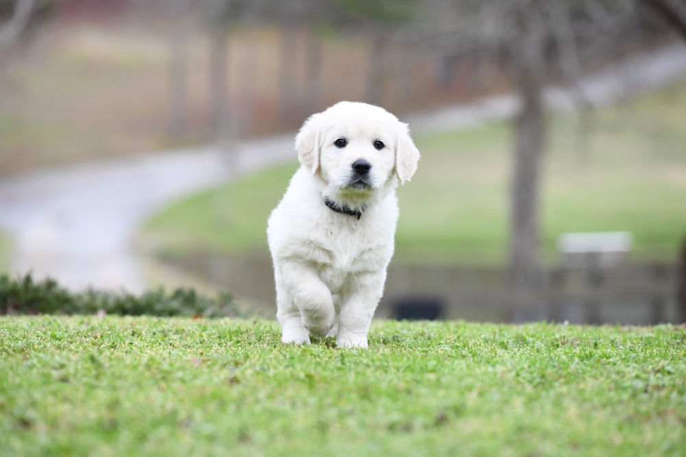 Molly's 6 Week Old Miss Purple