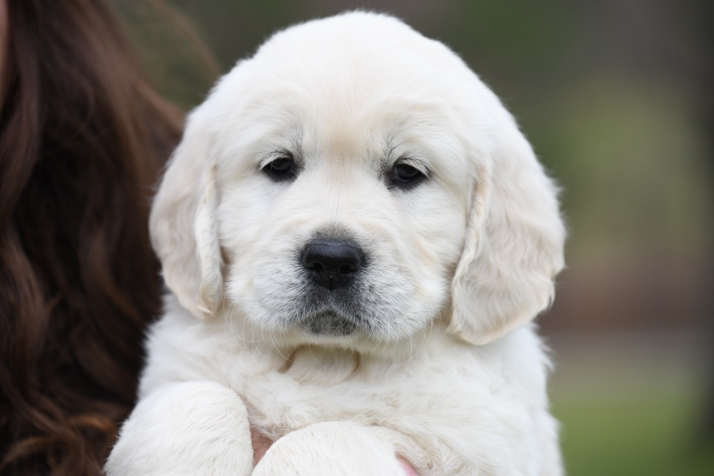 Molly's 6 Week Old Miss Purple