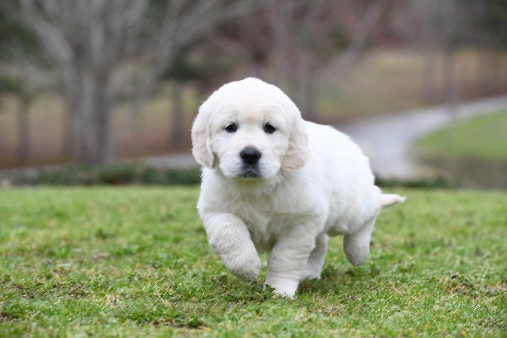 Molly's 6 Week Old Miss Purple