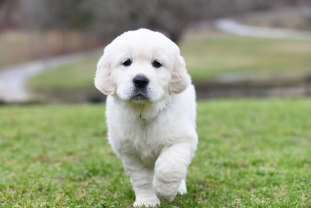 Molly's 6 Week Old Miss Purple