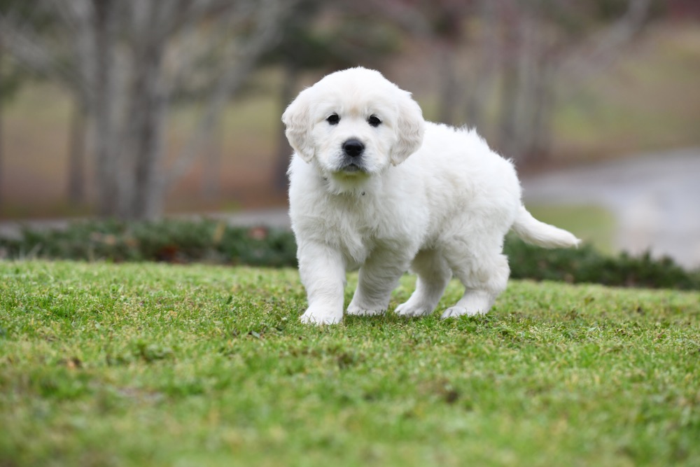 Molly's 6 Week Old Miss Pink