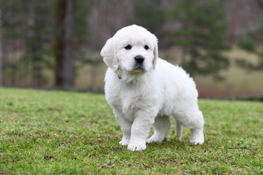 Molly's 6 Week Old Miss Pink