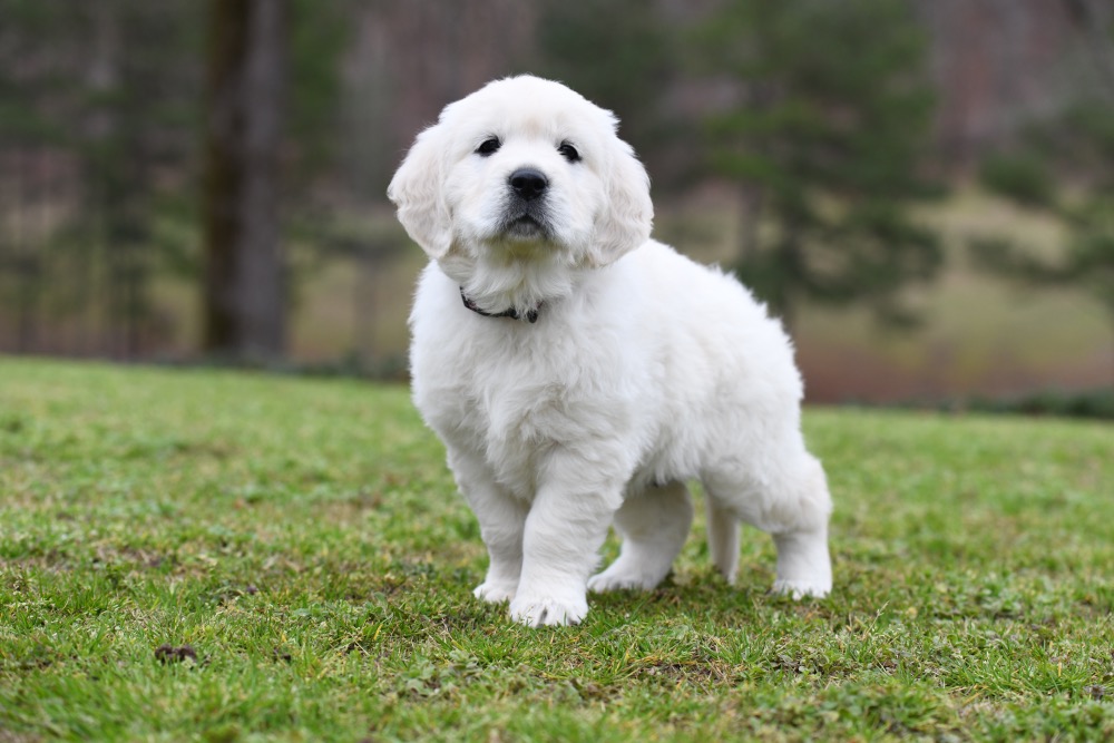 Molly's 6 Week Old Miss Pink
