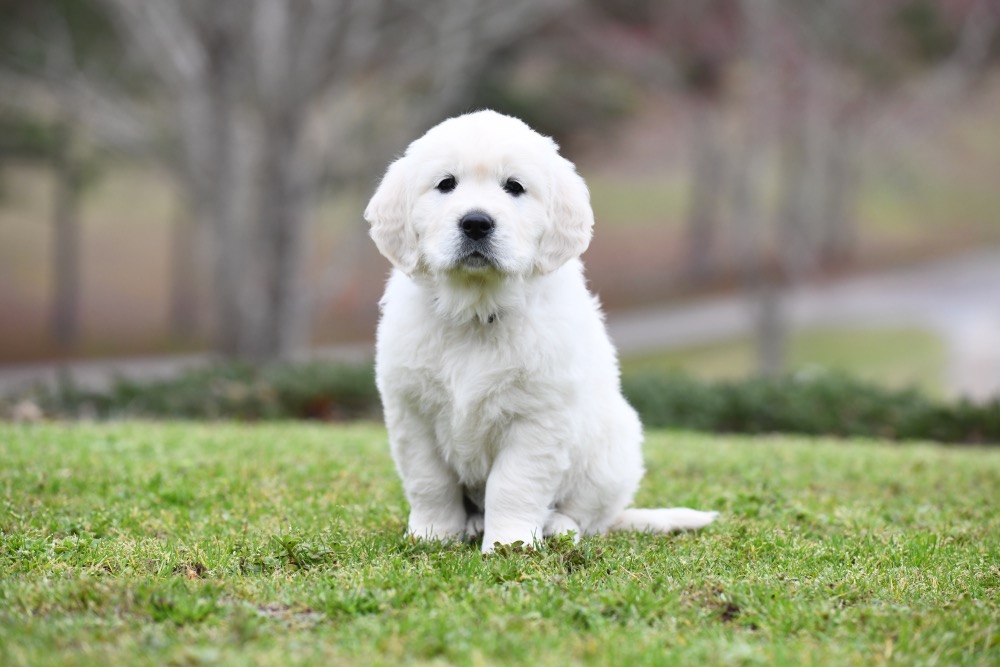 Molly's 6 Week Old Miss Pink