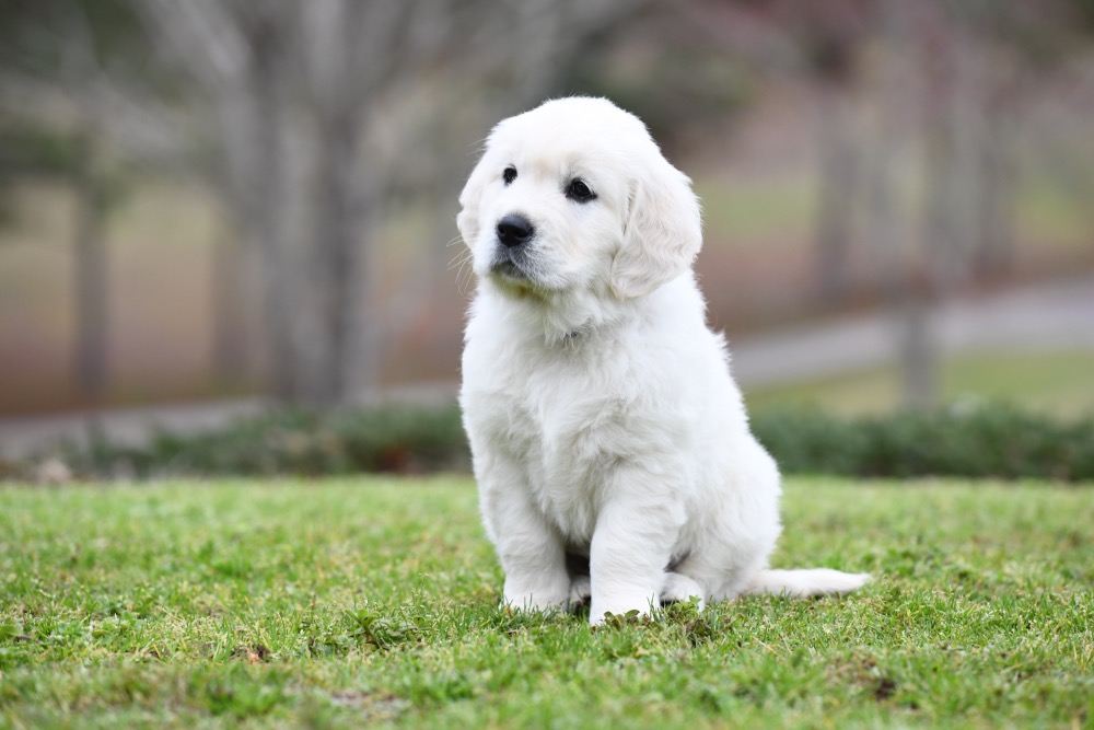 Molly's 6 Week Old Miss Pink