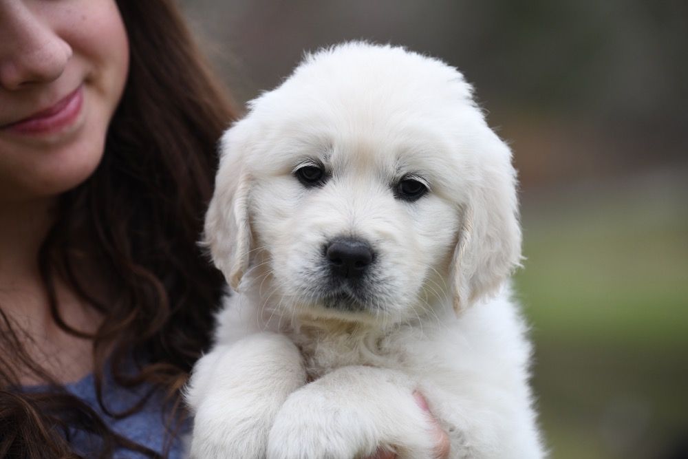 Molly's 6 Week Old Miss Yellow