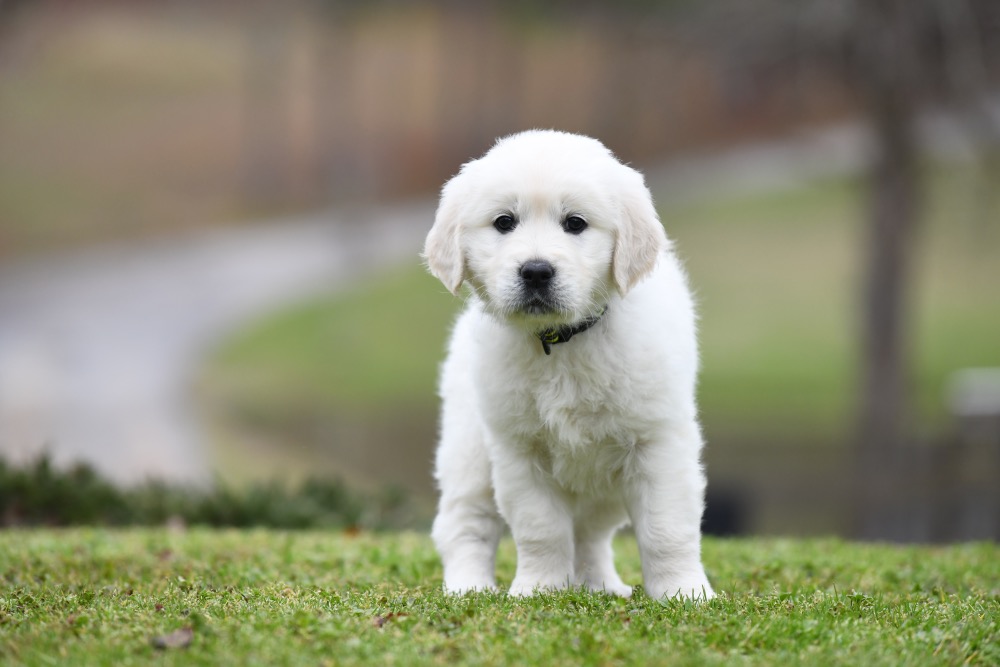 Molly's 6 Week Old Miss Yellow