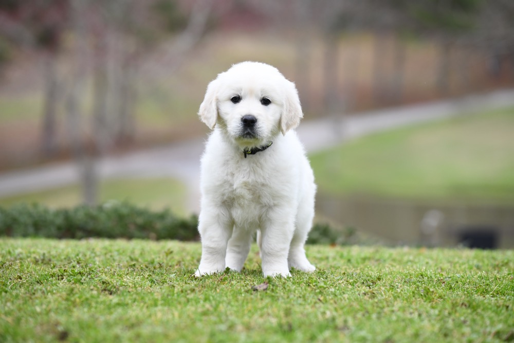 Molly's 6 Week Old Miss Yellow