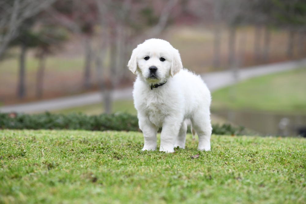 Molly's 6 Week Old Miss Yellow