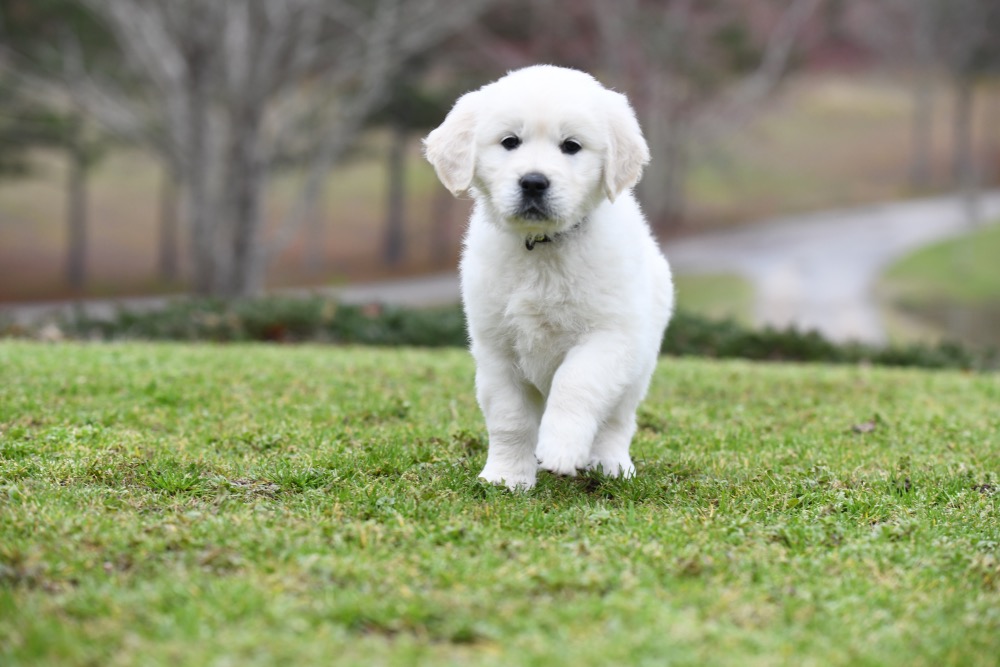 Molly's 6 Week Old Miss Yellow