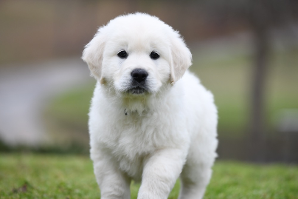 Molly's 6 Week Old Mr. Blue