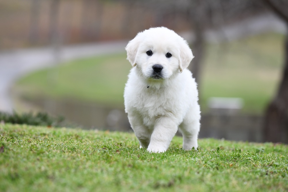 Molly's 6 Week Old Mr. Blue