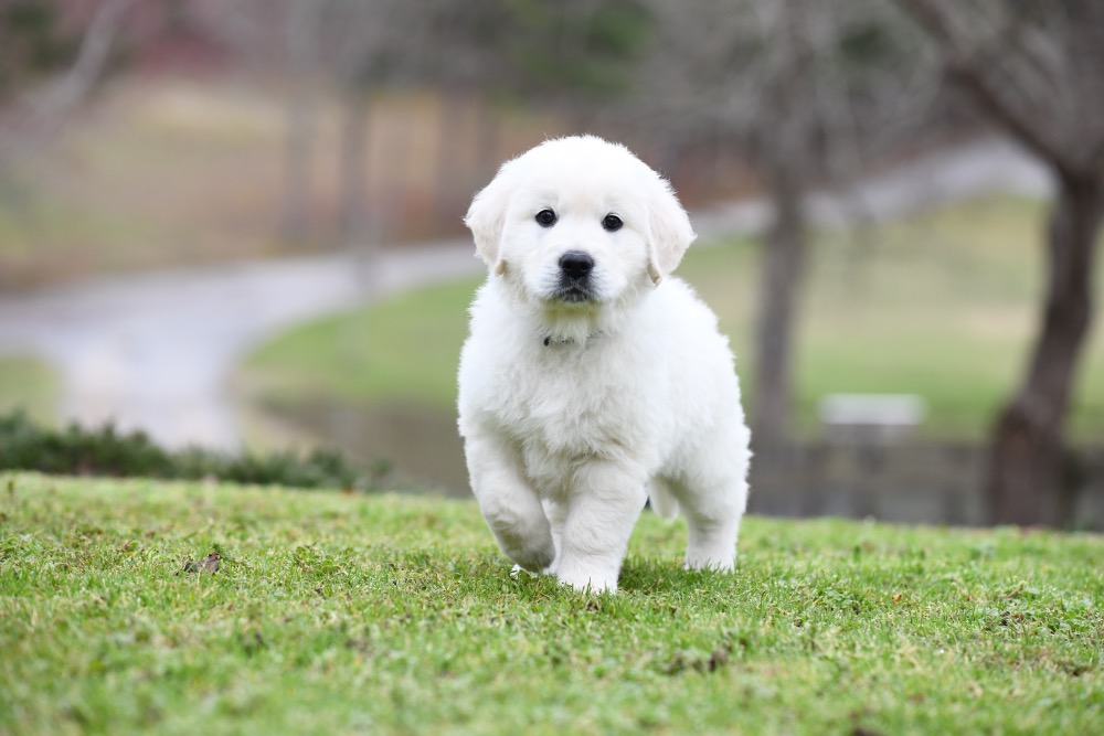 Molly's 6 Week Old Mr. Blue