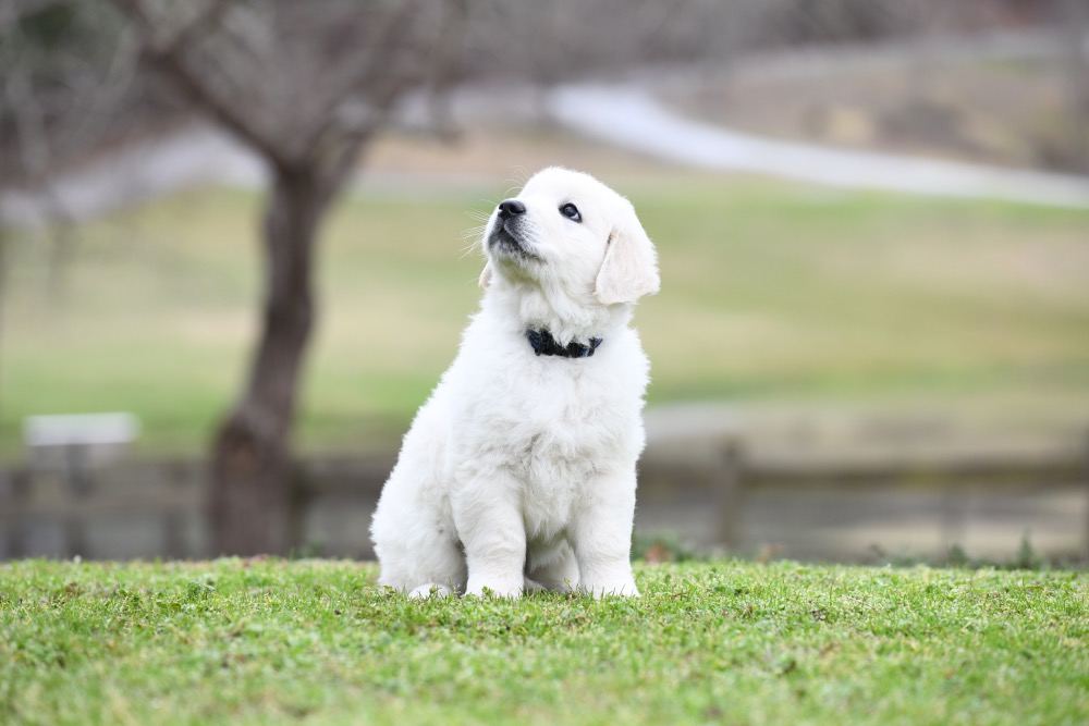 Molly's 6 Week Old Mr. Blue
