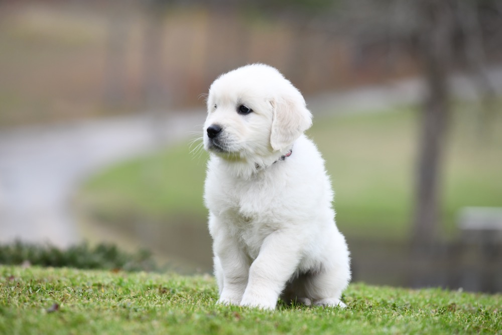 Molly's 6 Week Old Mr. Red