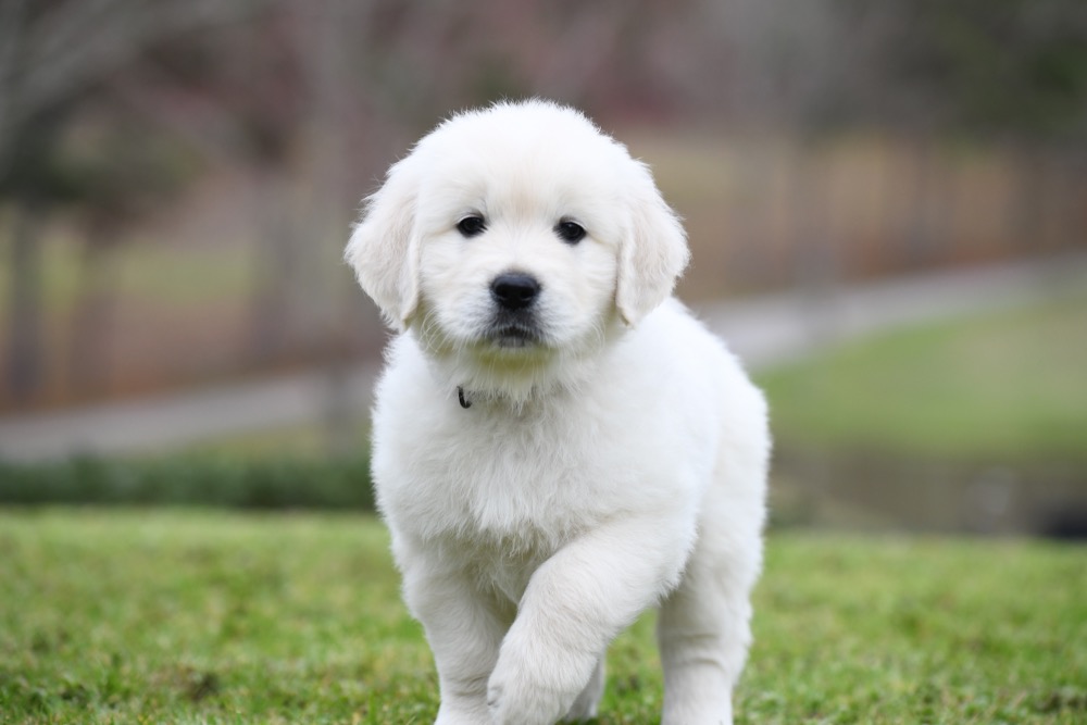 Molly's 6 Week Old Mr. Red