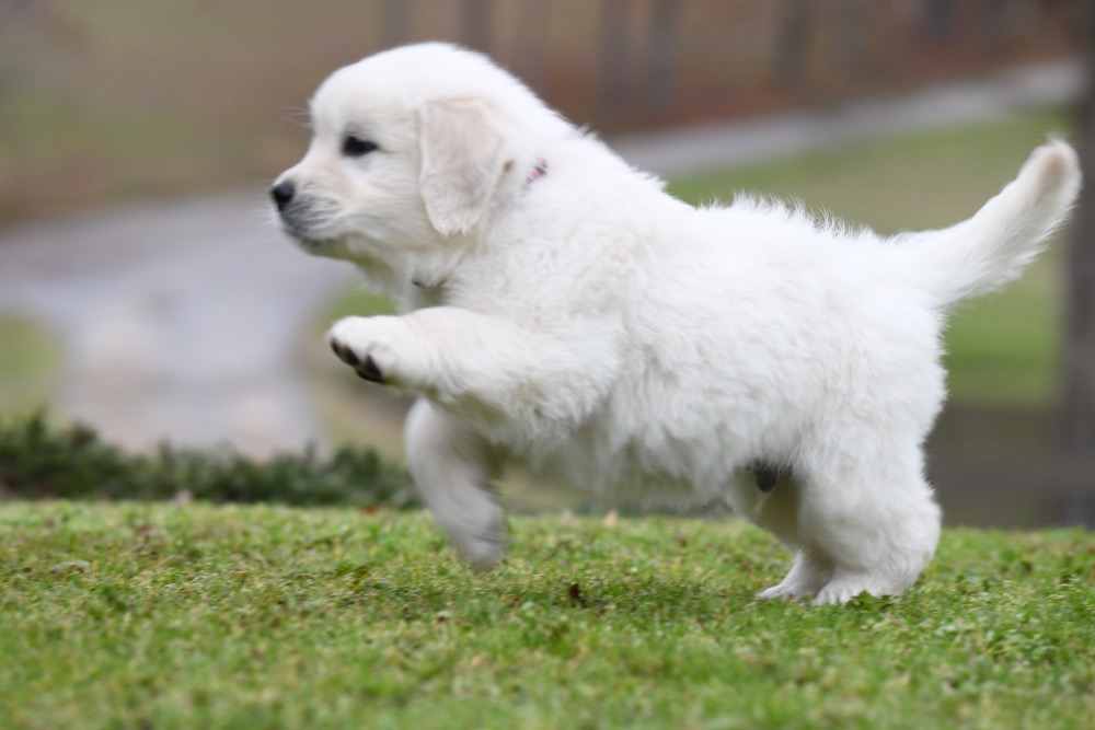 Molly's 6 Week Old Mr. Red