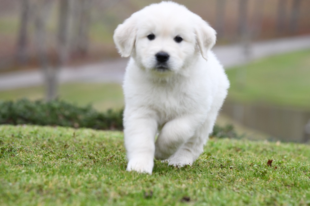 Molly's 6 Week Old Mr. Red