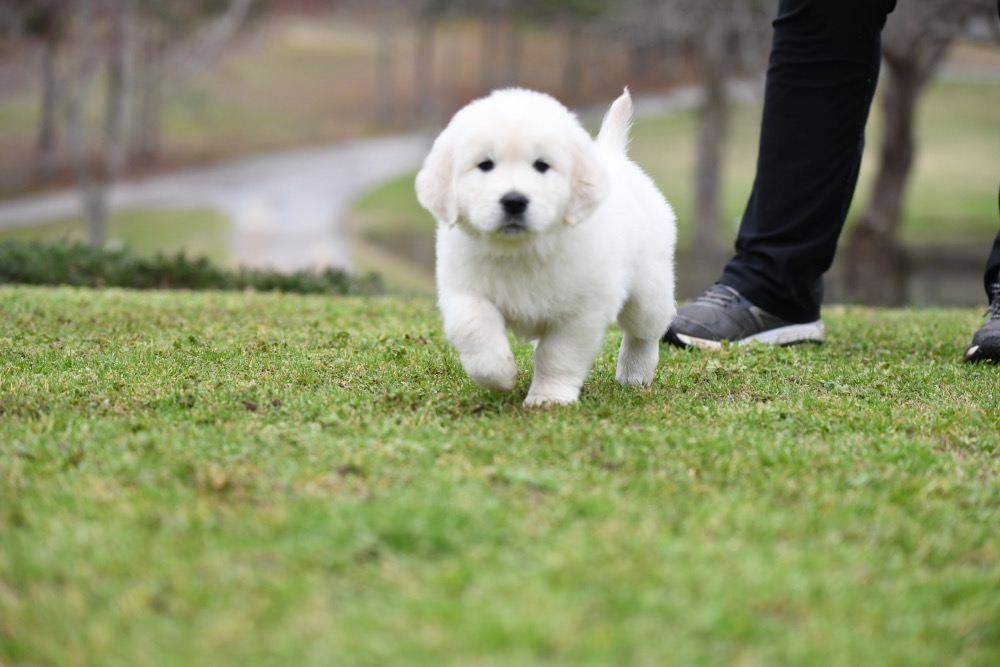 Molly's 6 Week Old Mr. Red