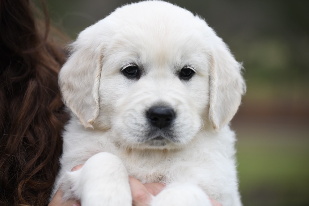 Molly's 6 Week Old Mr. Orange