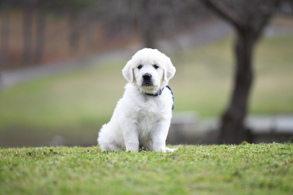 Eva's 6 Week Old Mr. Blue