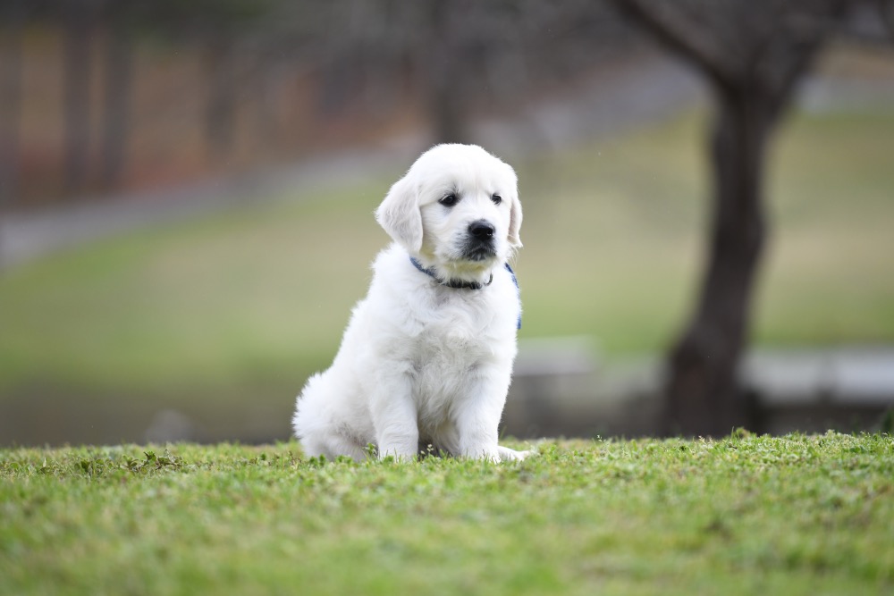 Eva's 6 Week Old Mr. Blue