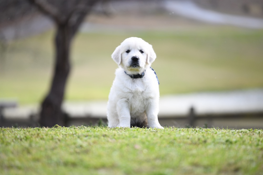 Eva's 6 Week Old Mr. Blue