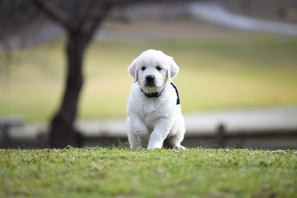 Eva's 6 Week Old Mr. Blue