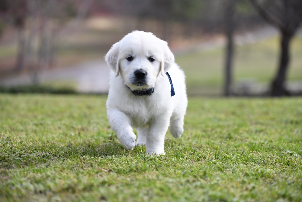 Eva's 6 Week Old Mr. Blue