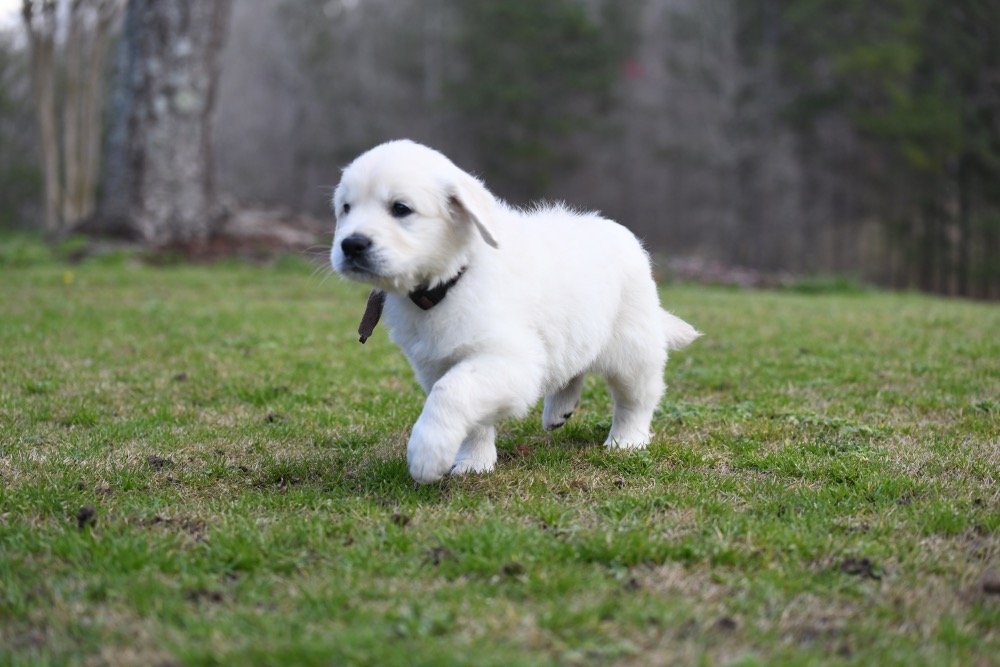 Eva's 6 Week Old Mr. Brown