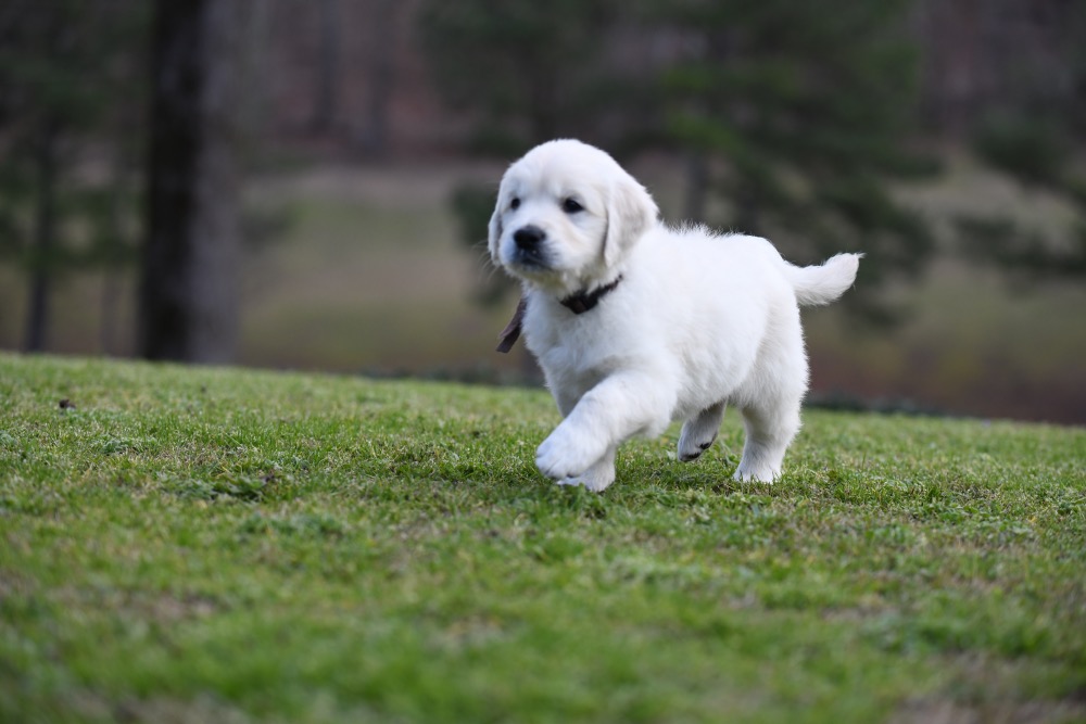 Eva's 6 Week Old Mr. Brown