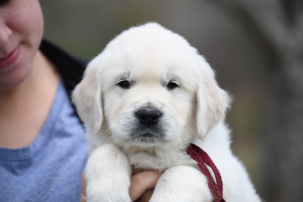 Eva's 6 Week Old Mr. Maroon