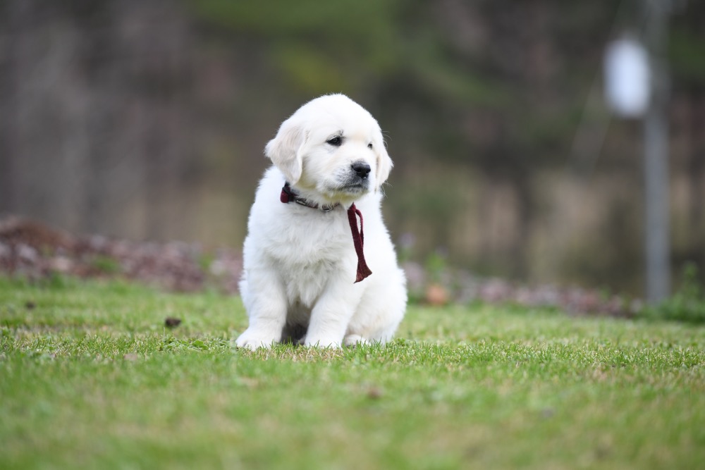 Eva's 6 Week Old Mr. Maroon