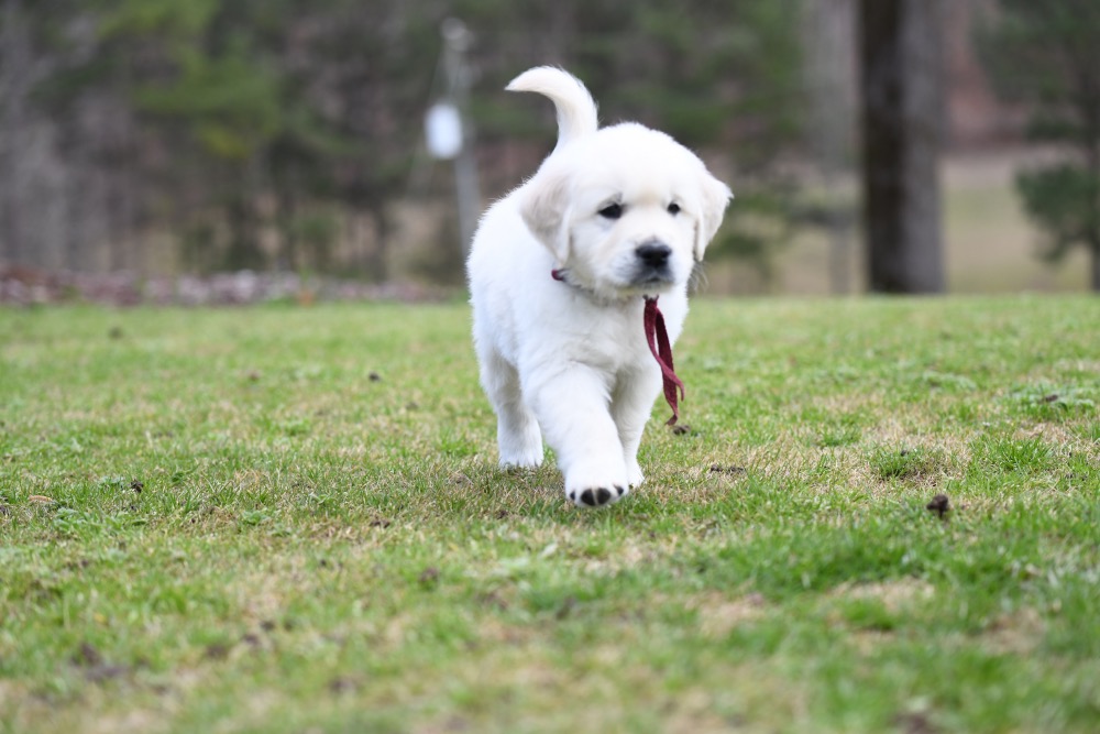 Eva's 6 Week Old Mr. Maroon