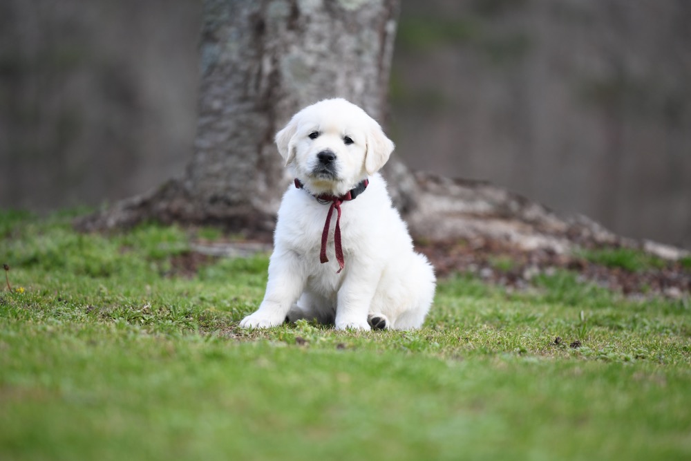 Eva's 6 Week Old Mr. Maroon