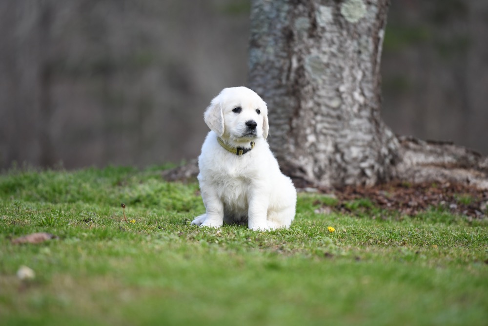 Eva's 6 Week Old Mr. Yellow