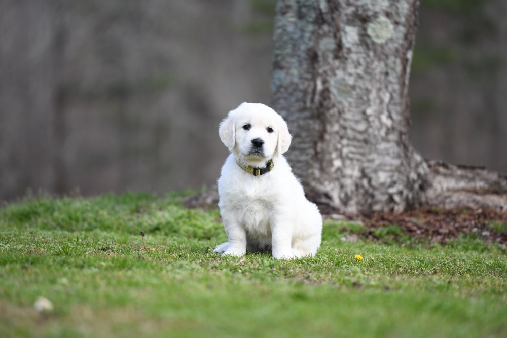 Eva's 6 Week Old Mr. Yellow