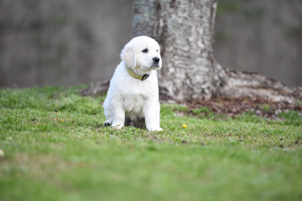 Eva's 6 Week Old Mr. Yellow