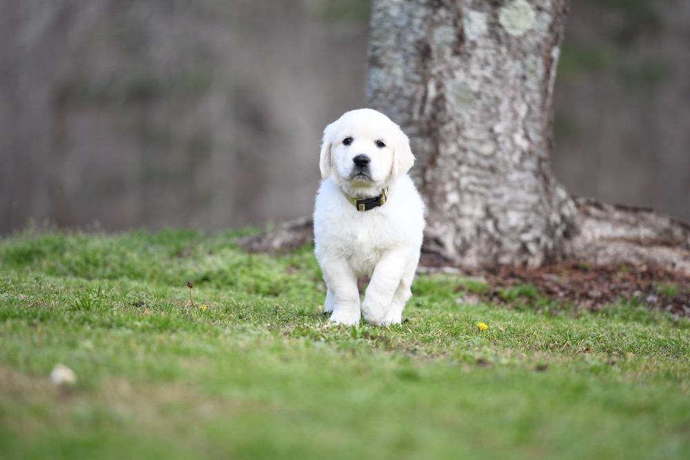 Eva's 6 Week Old Mr. Yellow