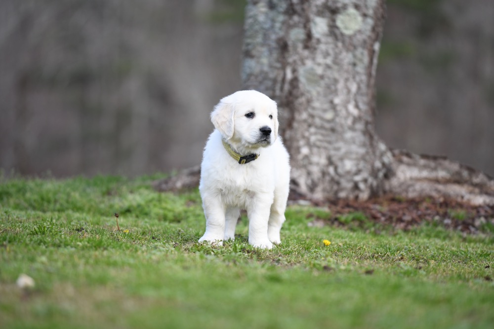 Eva's 6 Week Old Mr. Yellow